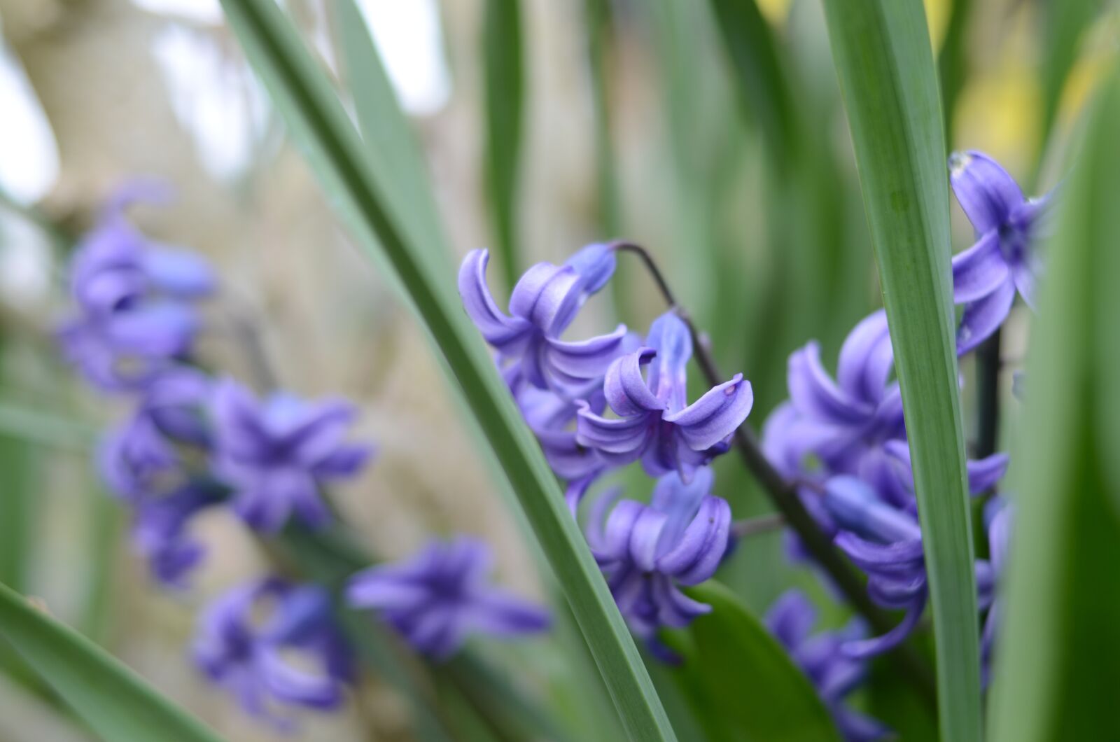 Nikon D5100 sample photo. Blue, green, flower photography