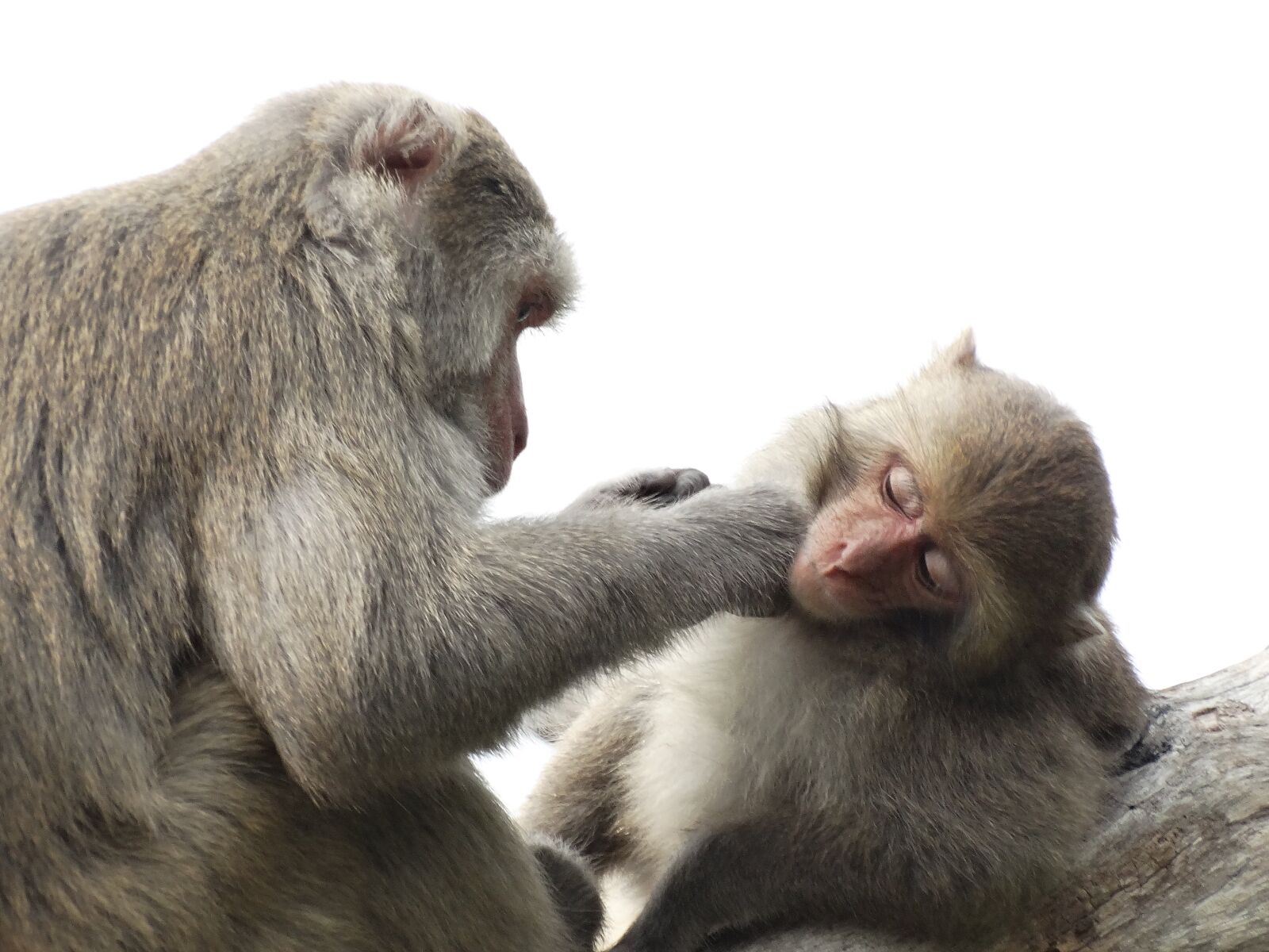 Sony Cyber-shot DSC-HX300 sample photo. Taiwan macaques, shoushan, macaque photography