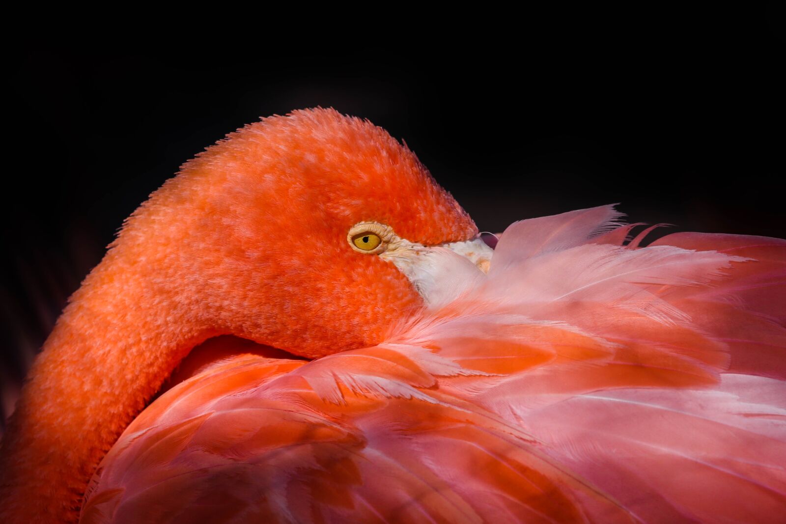 Canon EF 100-400mm F4.5-5.6L IS USM sample photo. Birds, no person, nature photography