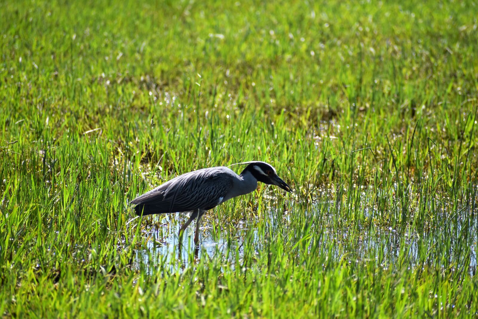 Nikon D3500 sample photo. Stork, bird, feeding photography