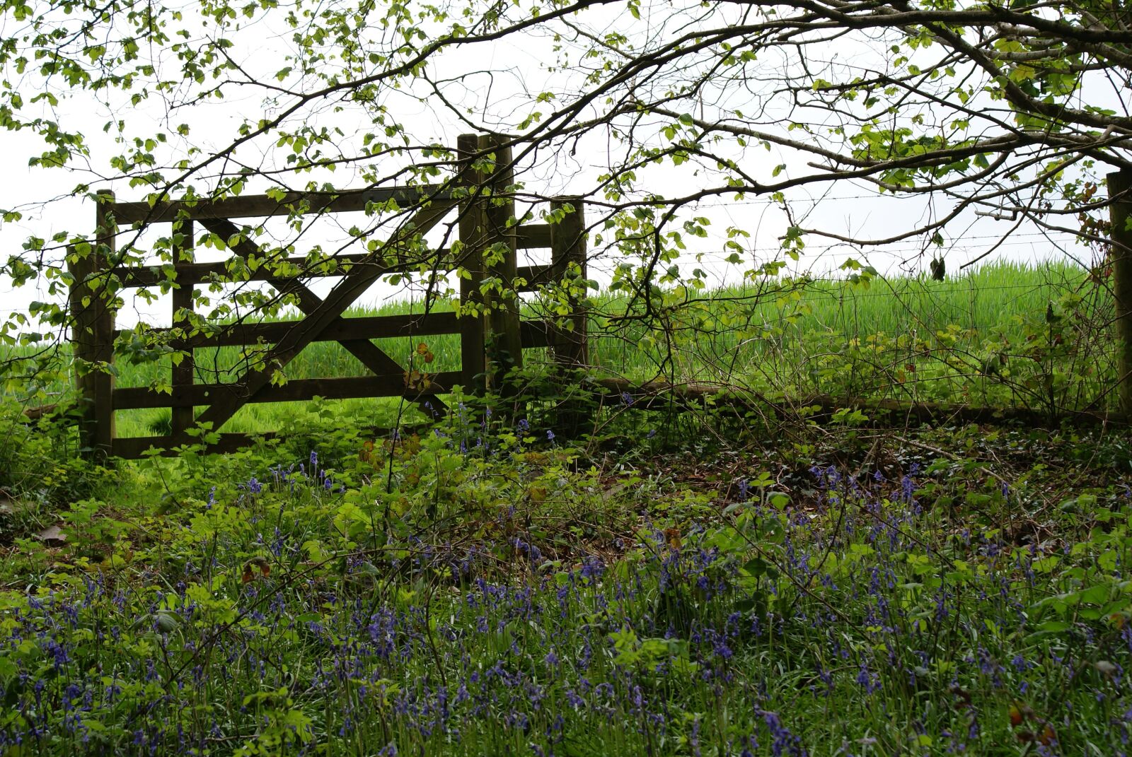 Sony Alpha DSLR-A300 sample photo. Gate, field, walk photography