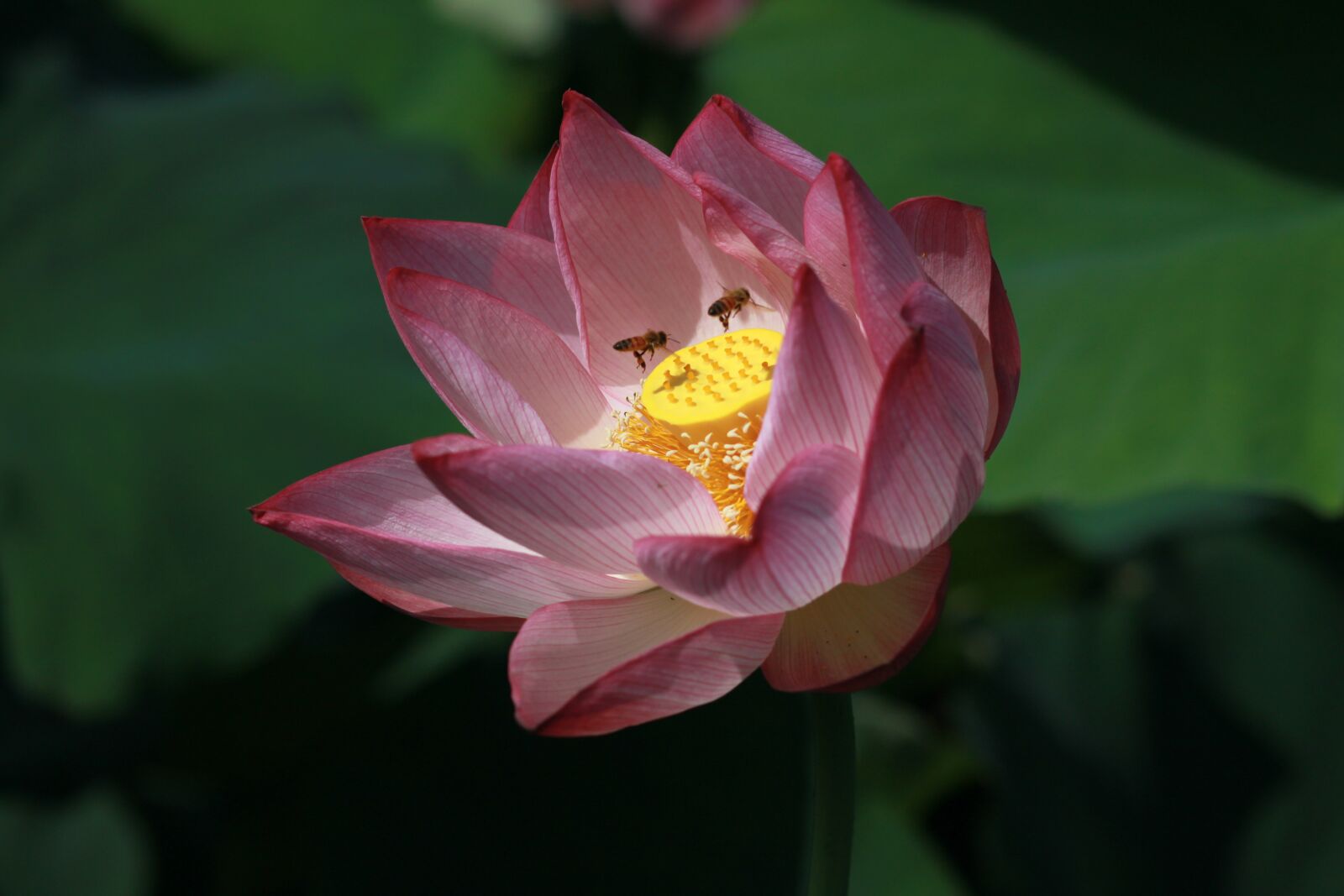 Canon EOS 500D (EOS Rebel T1i / EOS Kiss X3) sample photo. Kite, lotus, nature photography