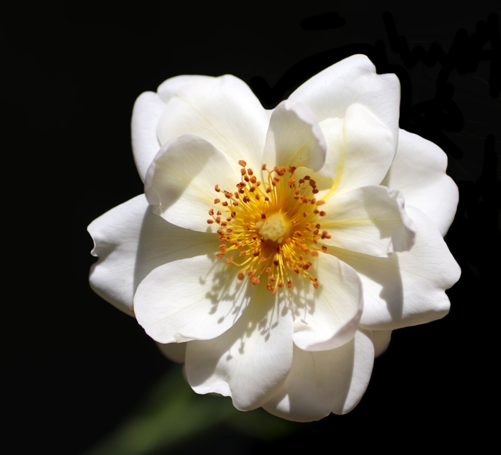 Tamron SP 90mm F2.8 Di VC USD 1:1 Macro sample photo. Flower, white, rose photography