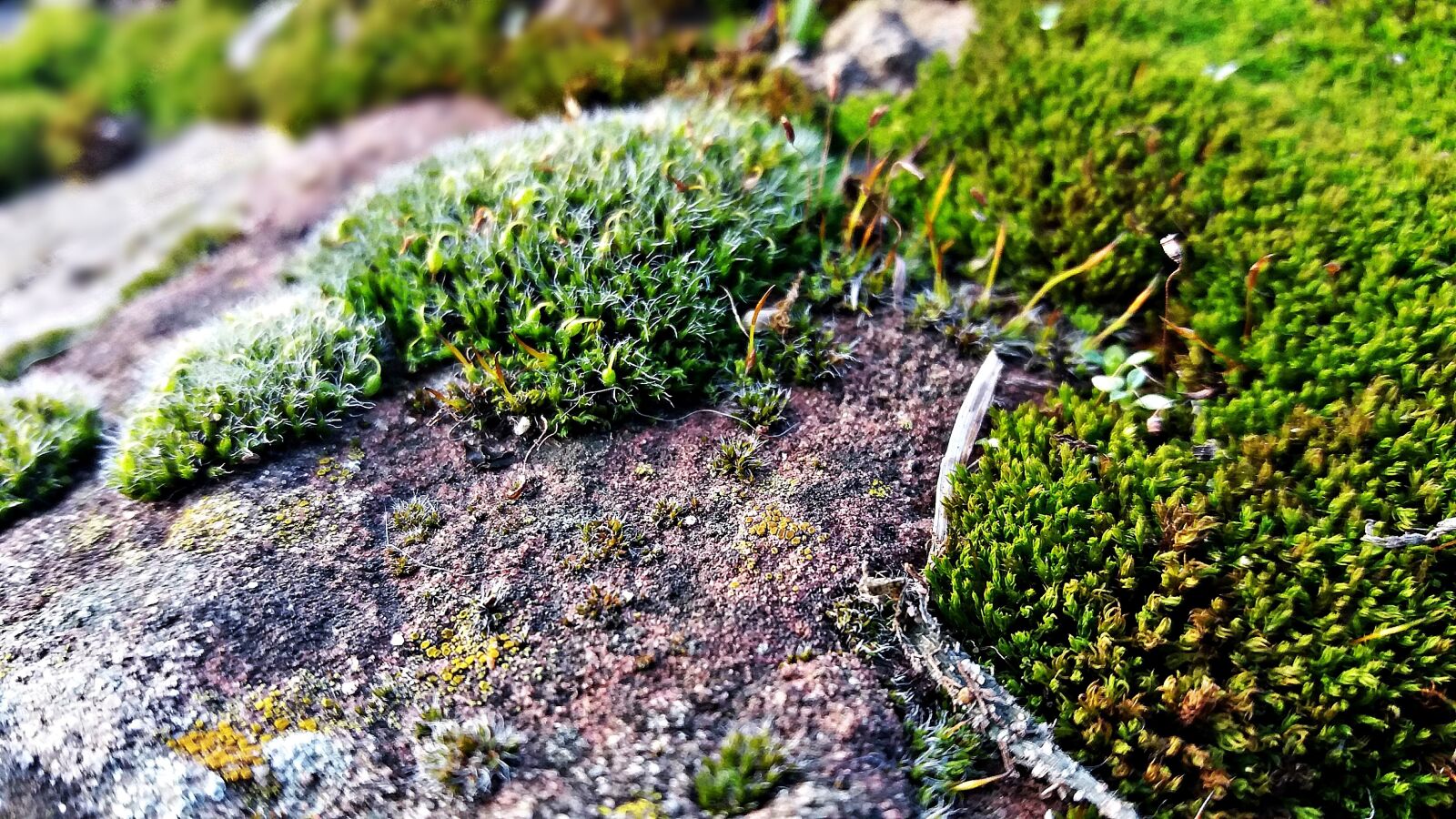 Samsung Galaxy J5 sample photo. Plants, moss, nature photography