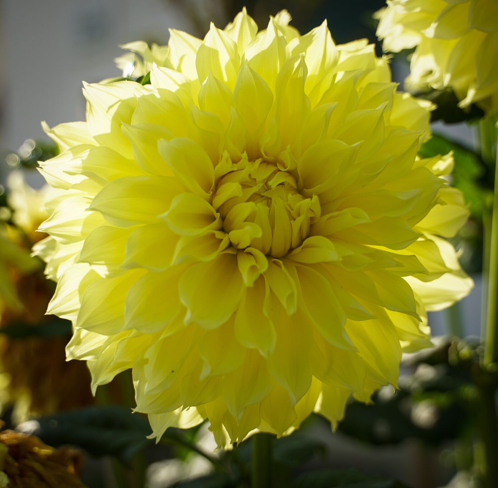 Sony a7 III + Tamron 28-75mm F2.8 Di III RXD sample photo. Flower, yellow flower, bloom photography