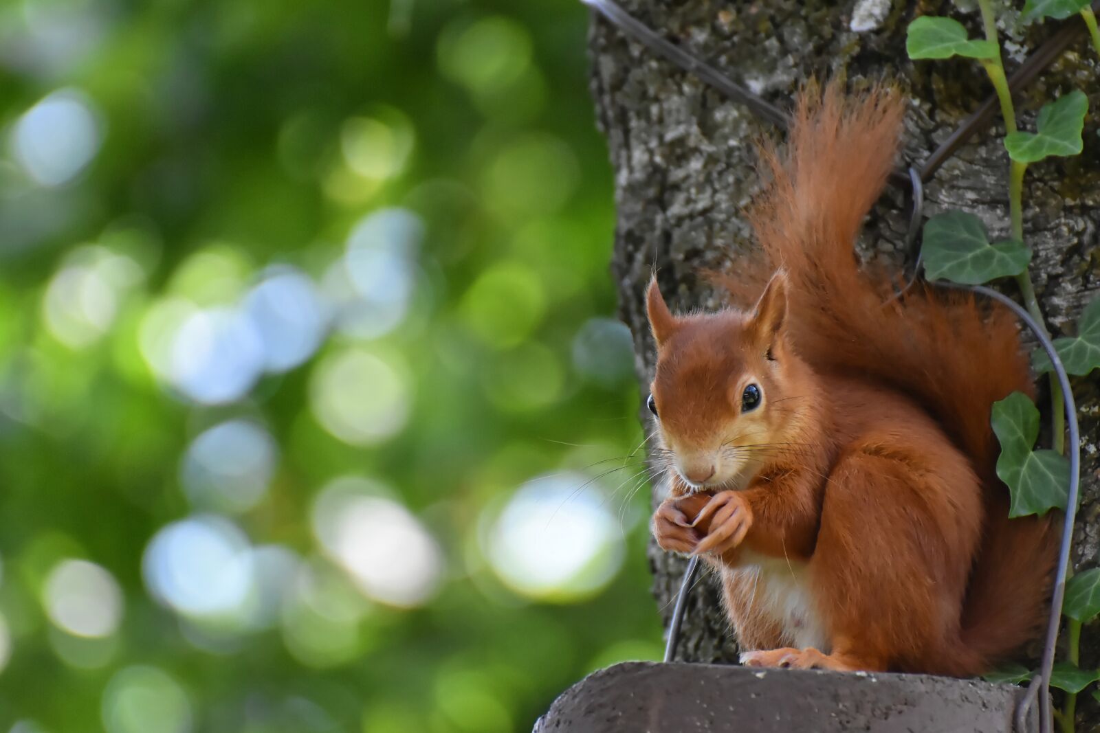 Nikon D7200 sample photo. Squirrel, nager, cute photography