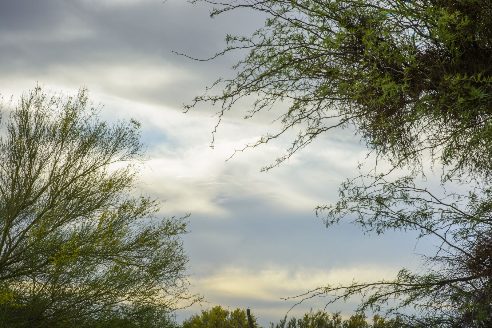 Nikon D5200 sample photo. Sunset, clouds, trees photography