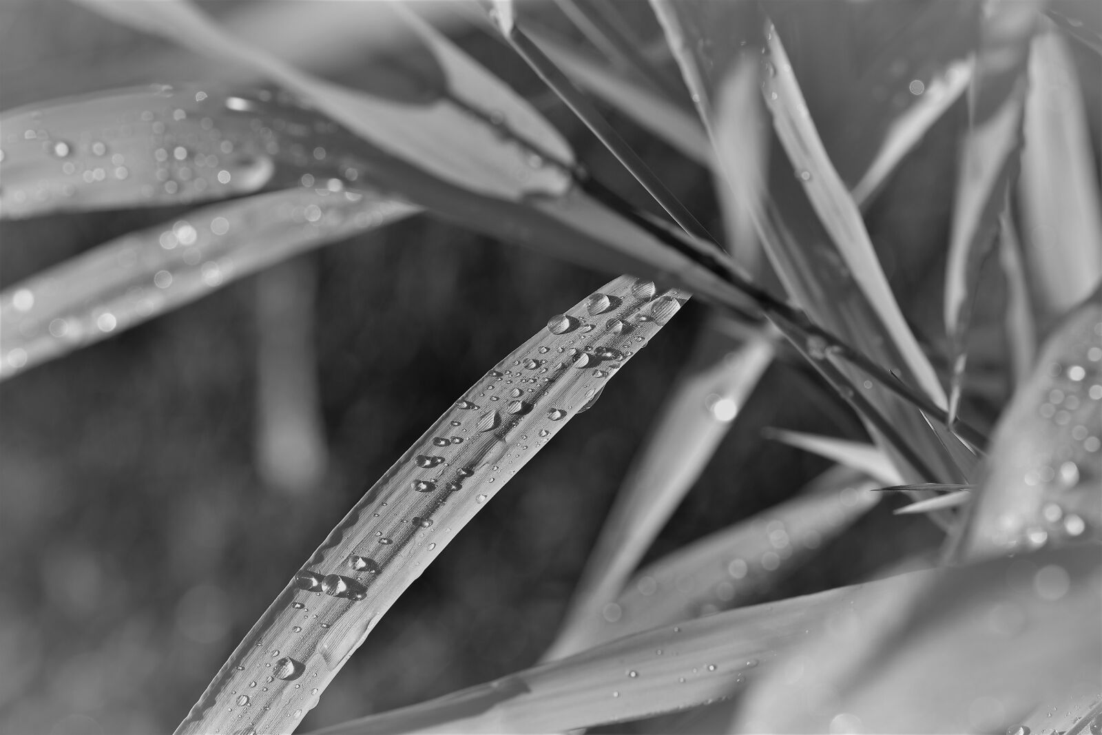 Nikon D5500 sample photo. Black and white, plant photography
