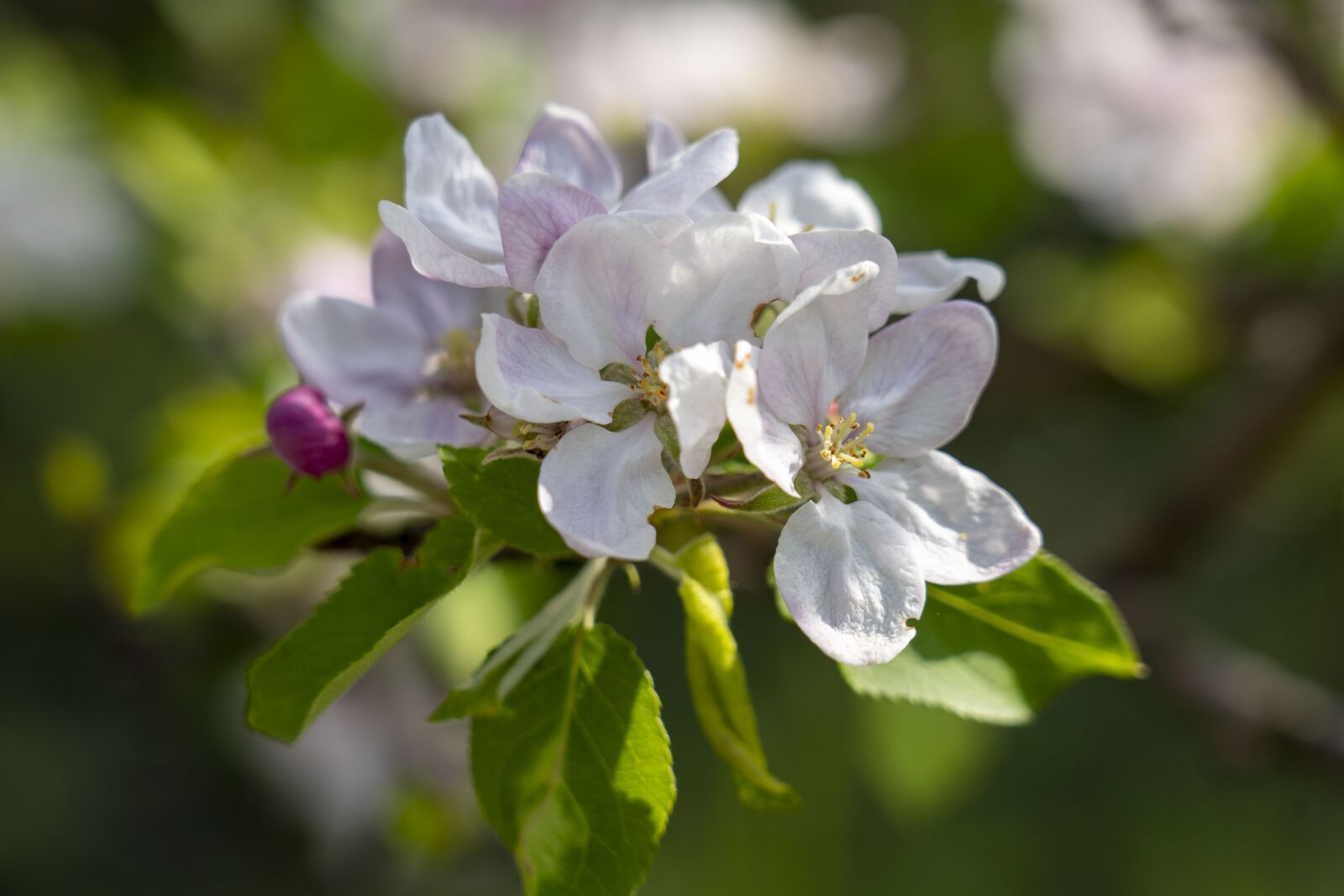 Sony FE 24-105mm F4 G OSS sample photo. Apple tree, tree, flowering photography
