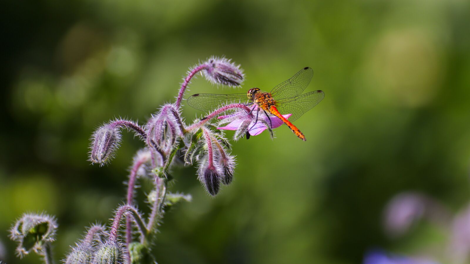 Canon EOS 6D Mark II sample photo. Dragonfly, dragonflies, insect photography