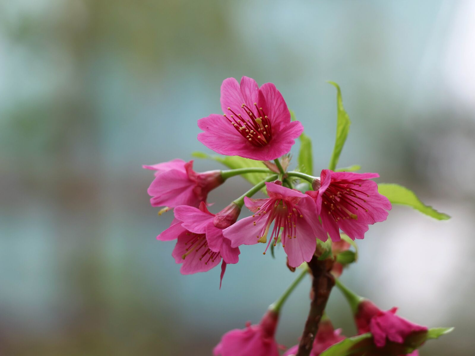 Canon EOS 77D (EOS 9000D / EOS 770D) sample photo. Sakura, spring, pink photography