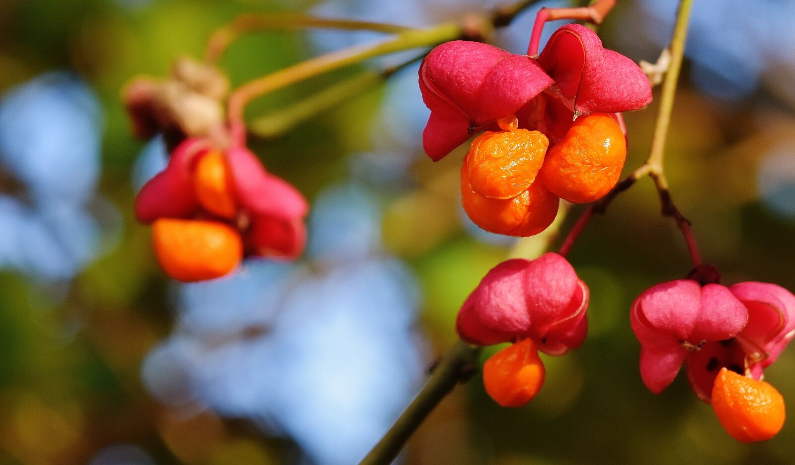 Nikon D7200 sample photo. Berries, red, orange photography