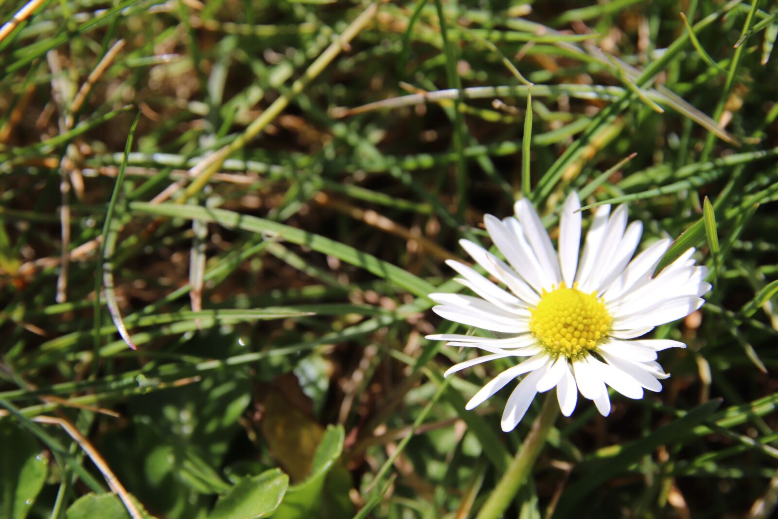 Canon EOS 200D (EOS Rebel SL2 / EOS Kiss X9) sample photo. Daisy, grass, white photography