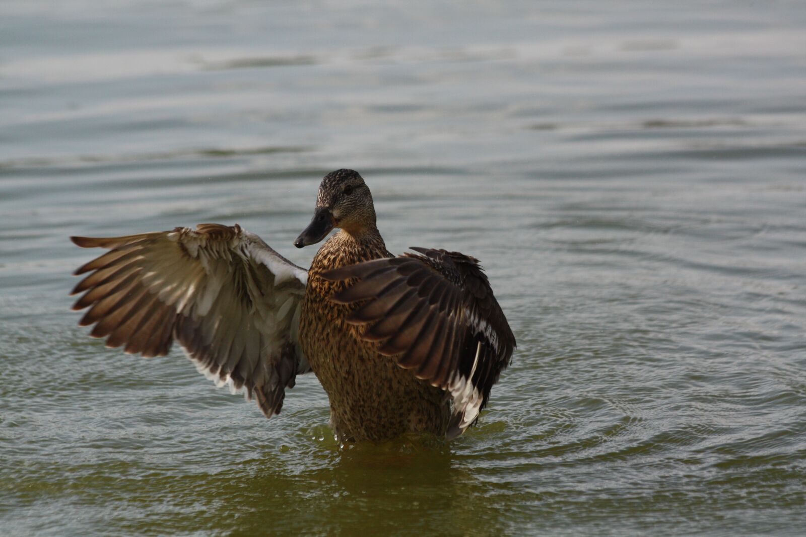 Canon EOS 450D (EOS Rebel XSi / EOS Kiss X2) sample photo. Iron duck, bird, water photography
