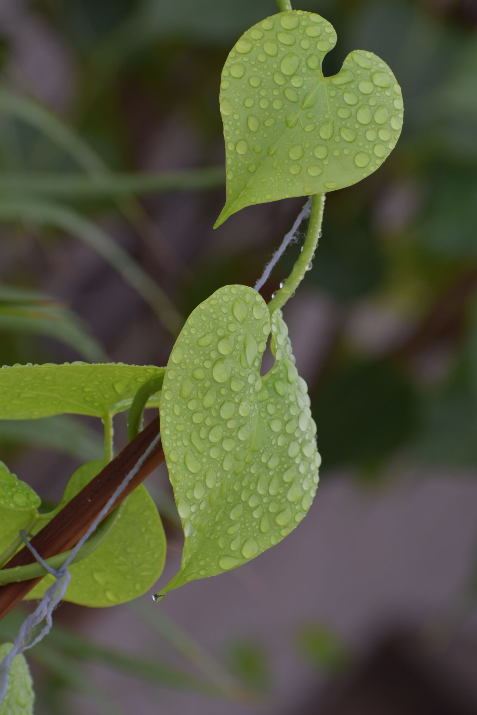 Nikon D5600 sample photo. Leaves, rain droplets, wet photography