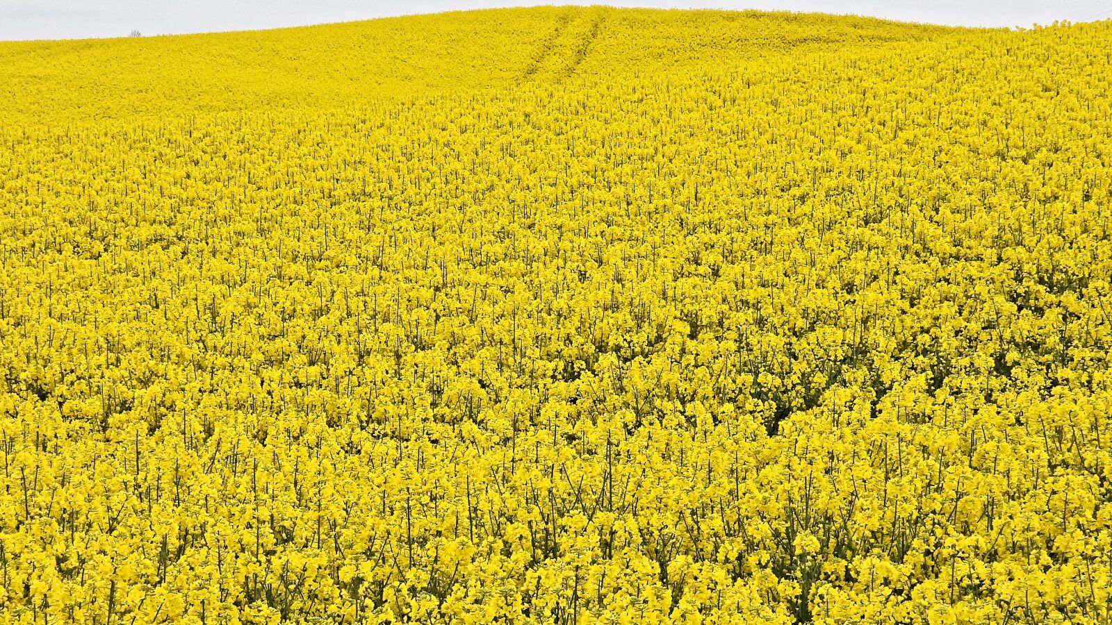 Nikon Coolpix P1000 sample photo. Landscape, rapeseed, masuria photography