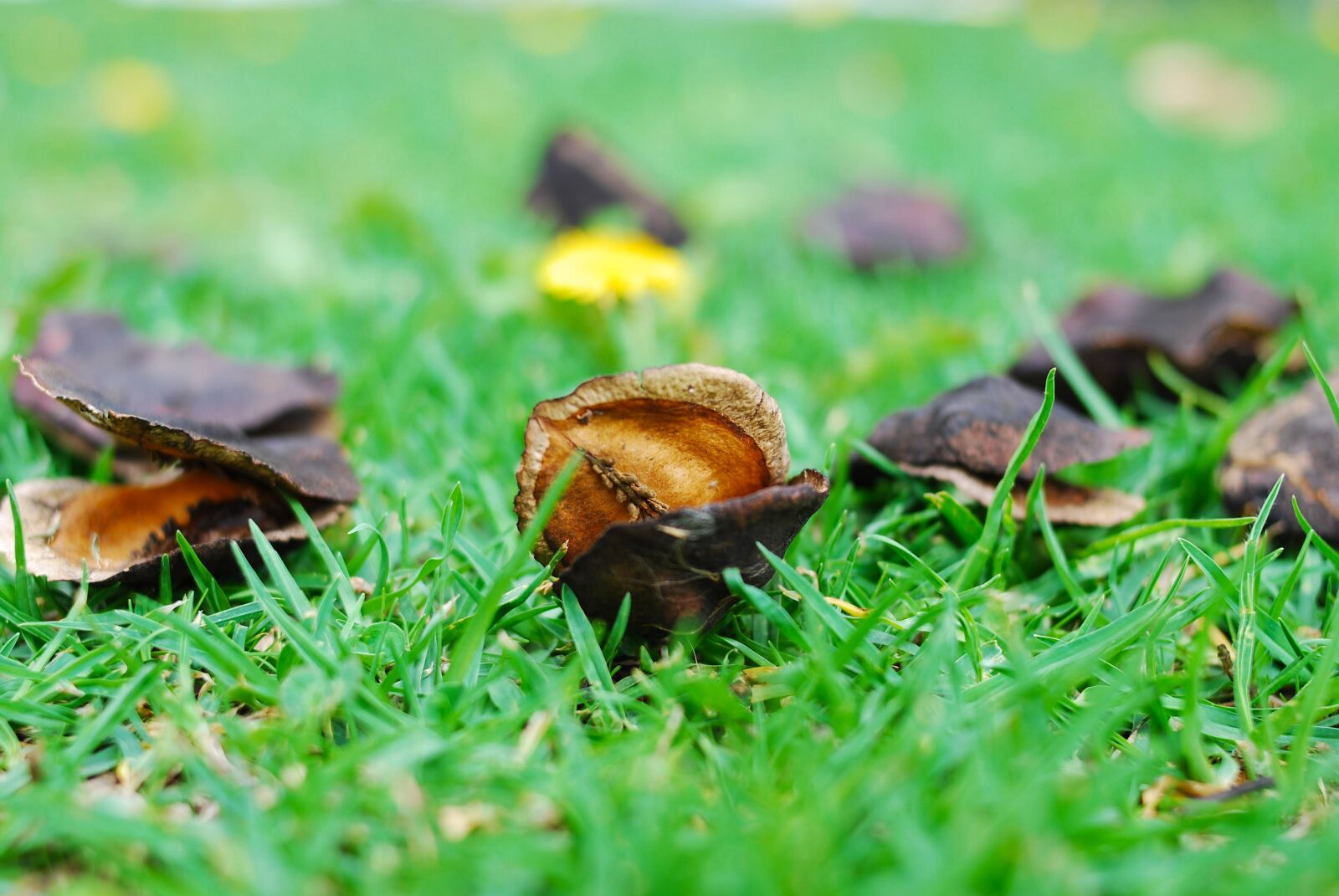 Nikon D60 sample photo. Nature, lawn, autumn photography