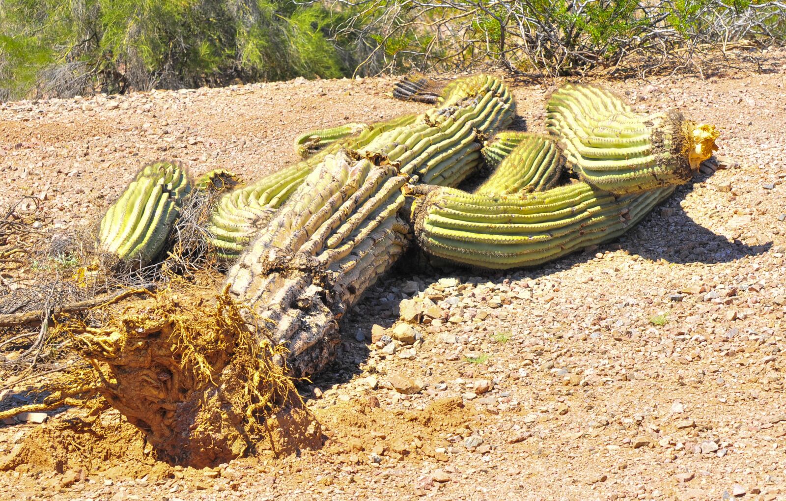 Nikon D300 sample photo. Desert, cactus, nature photography