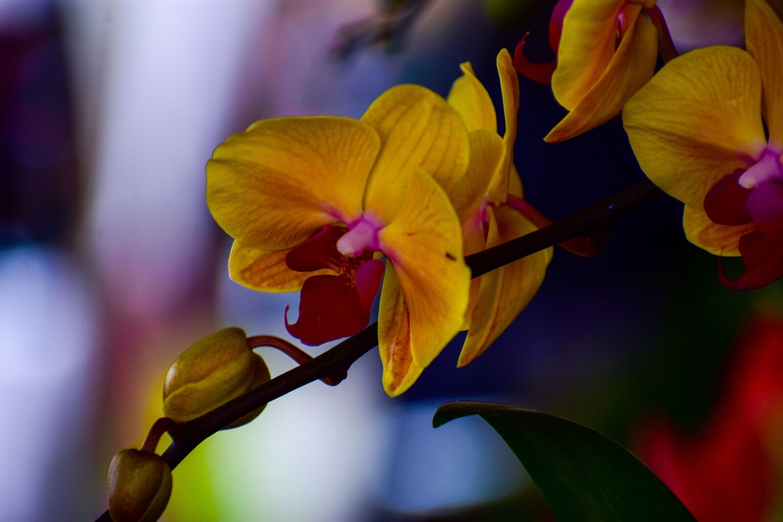 Nikon D3400 sample photo. Orchids, flowers, garden photography