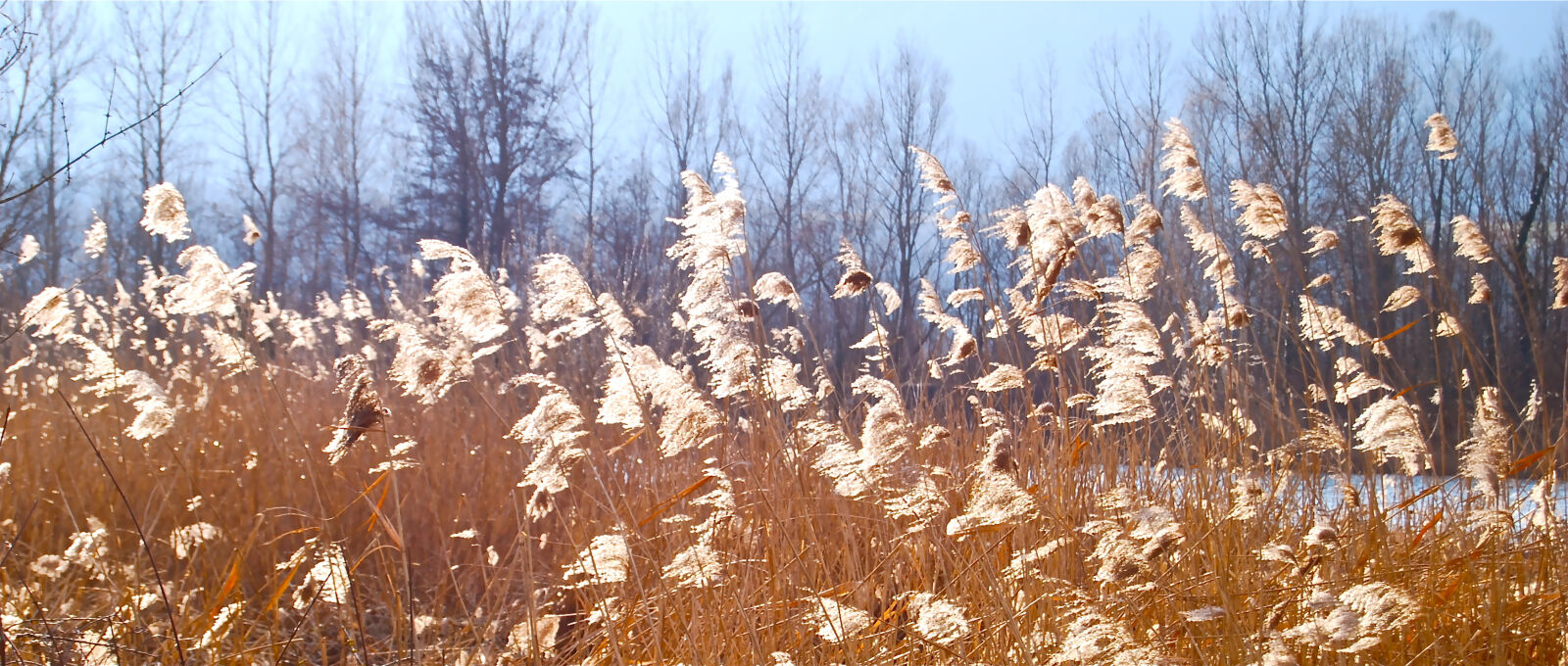 Nikon D40X sample photo. Light, nature, wind photography