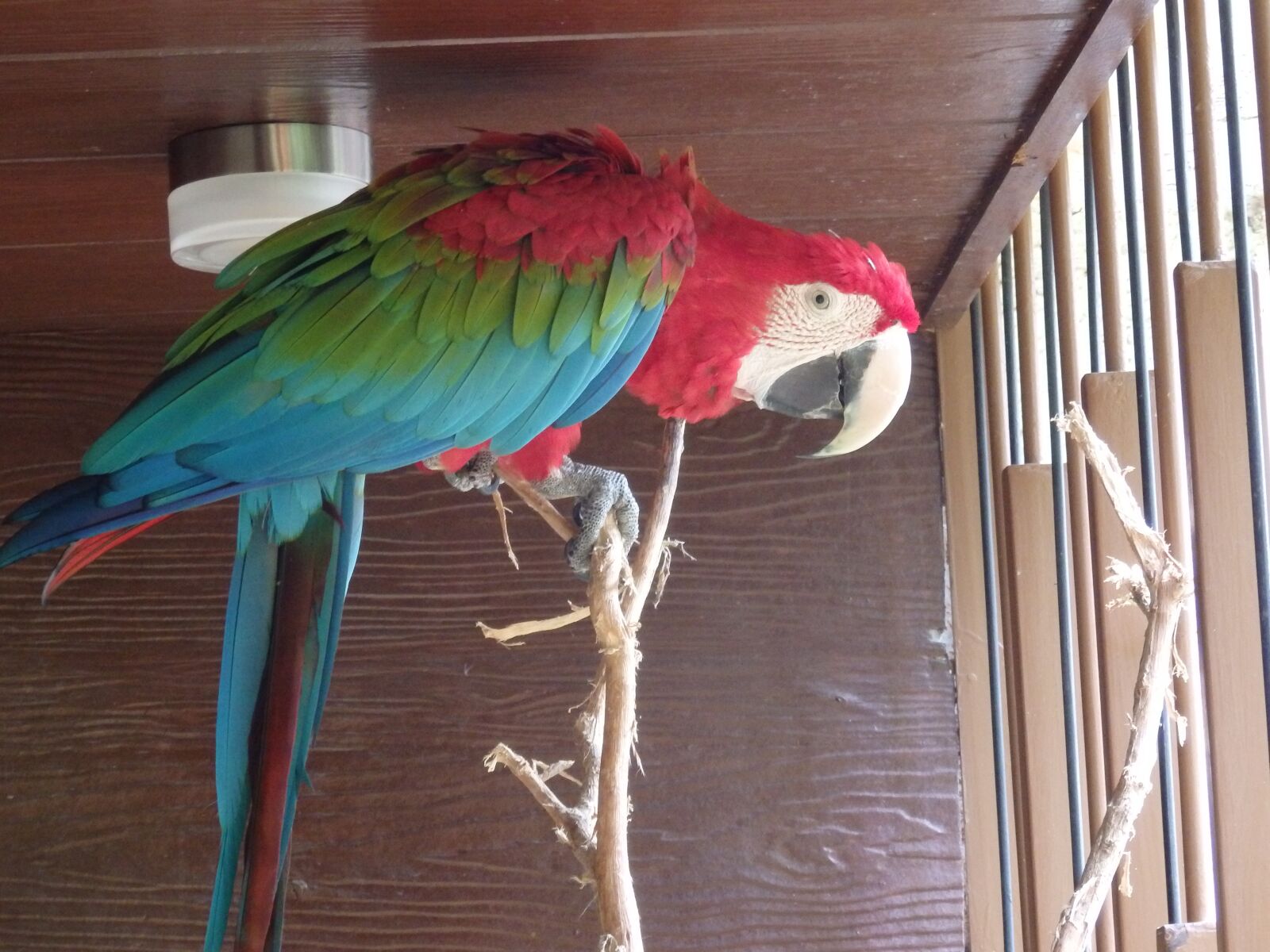 Olympus SZ-16,DZ-105 sample photo. Macaw, parrot, colorful photography