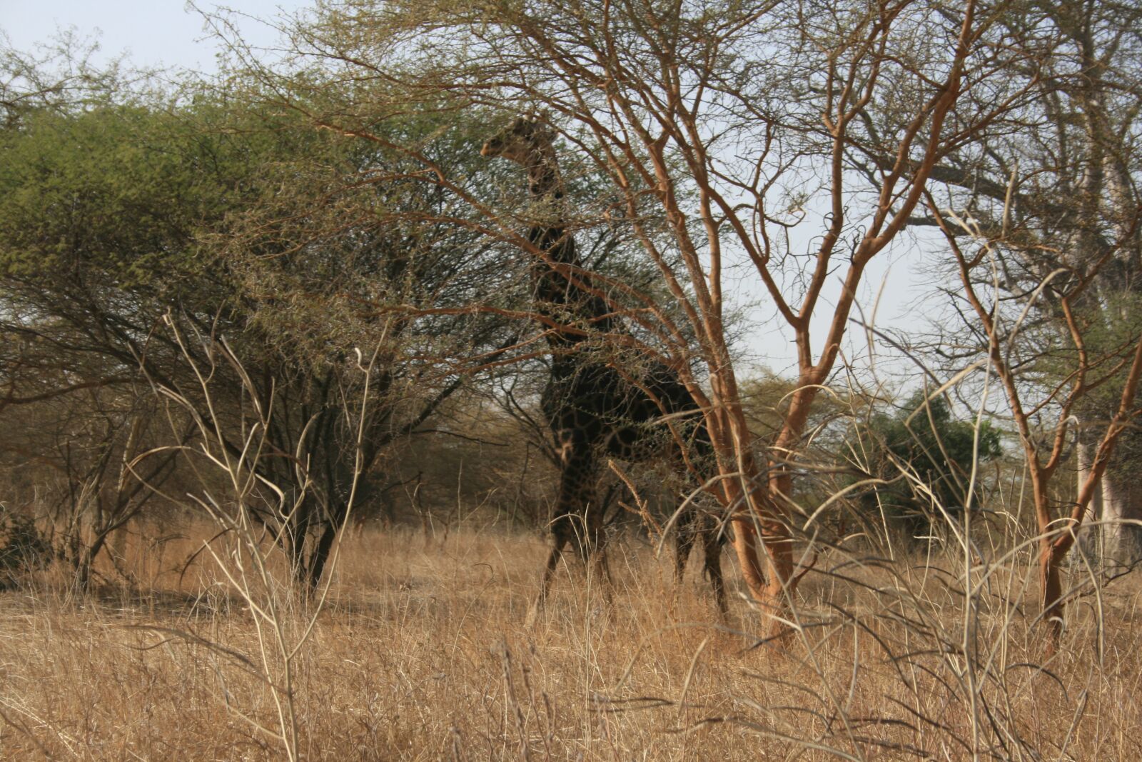 Canon EOS 400D (EOS Digital Rebel XTi / EOS Kiss Digital X) sample photo. Giraffe, africa, animals photography