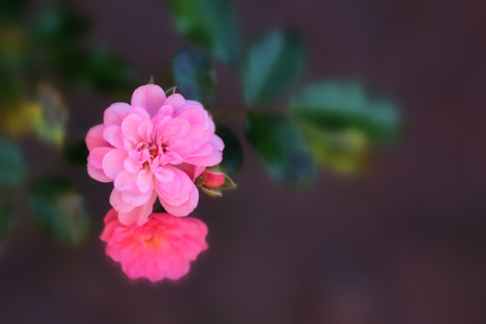 Tamron SP 90mm F2.8 Di VC USD 1:1 Macro sample photo. Rose, florets, flower photography