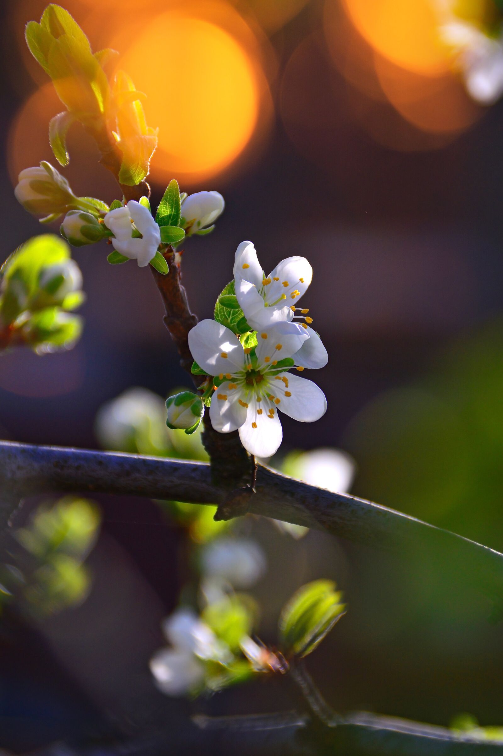 Nikon D3200 sample photo. Wood, flower, branch photography