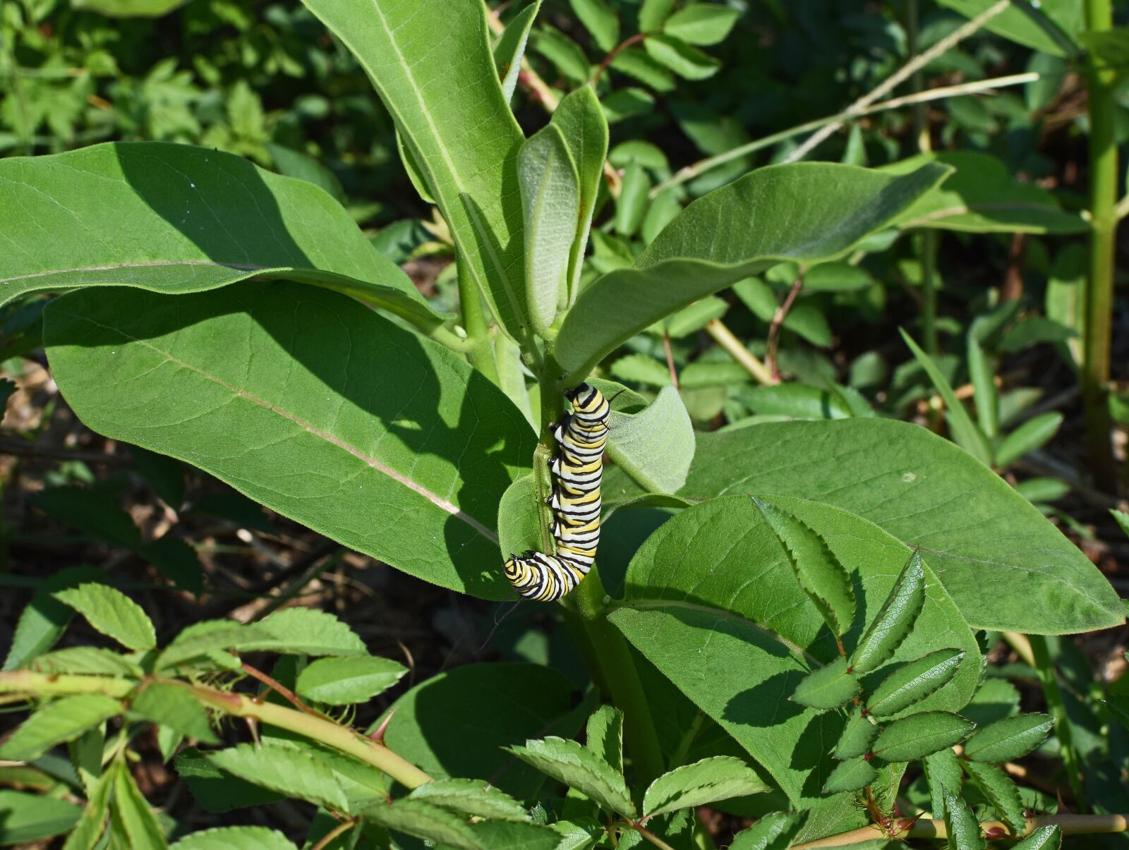 Nikon D3300 sample photo. Monarch butterfly caterpillar, larva photography