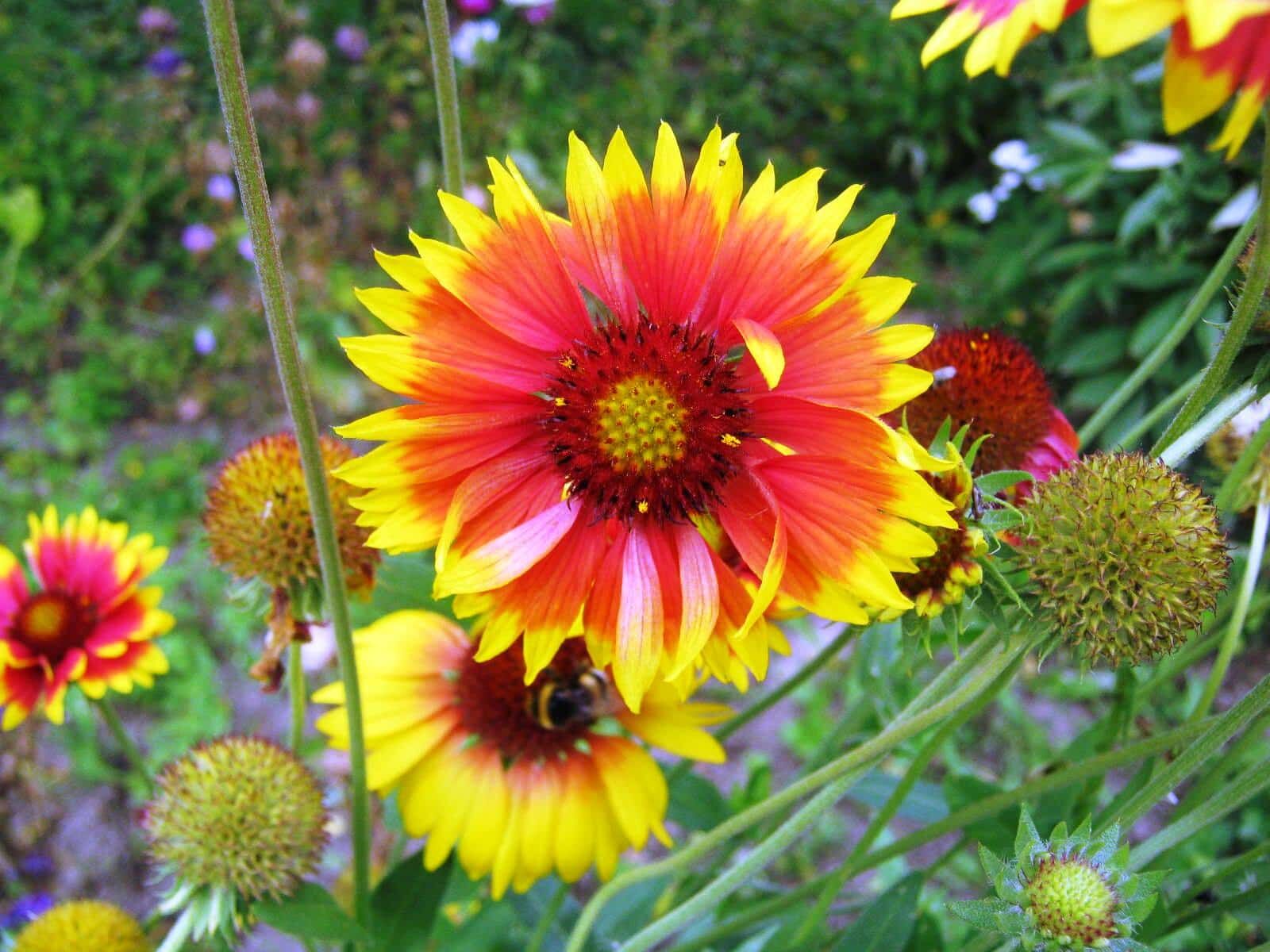 Canon PowerShot A480 sample photo. Bright, colorful, meadow, wildflower photography