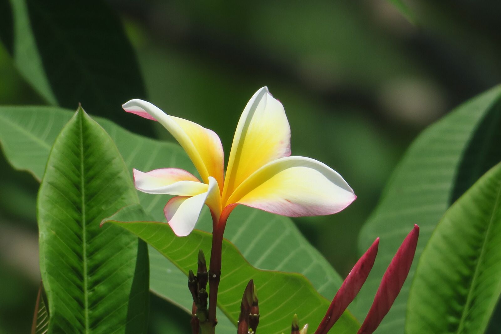 Canon PowerShot G3 X sample photo. Plumeria, plant, bloom photography