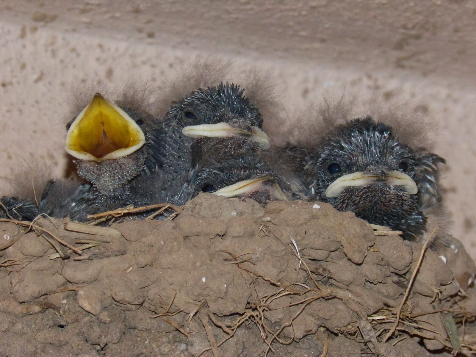 Panasonic DMC-FZ62 sample photo. Birds, chicks, nest photography