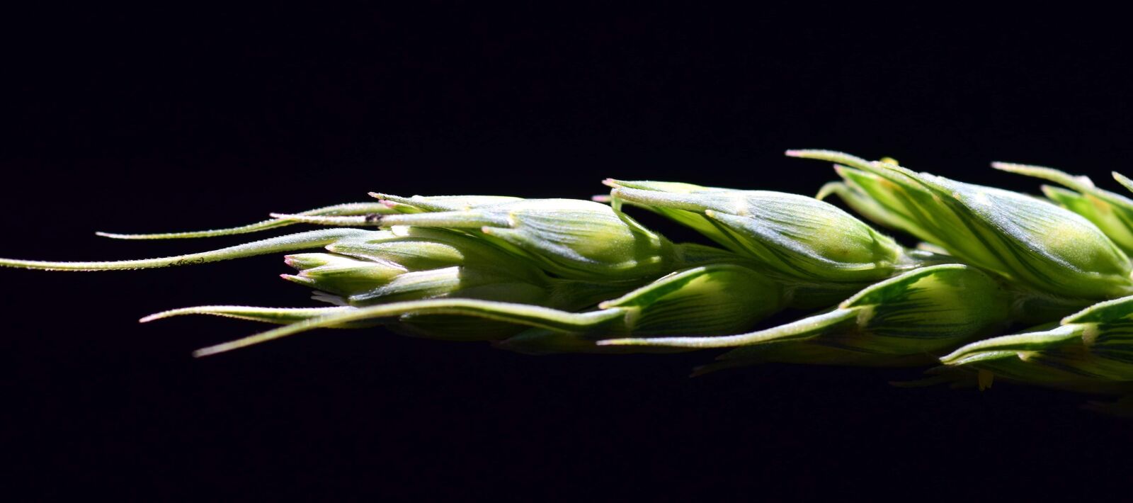 Nikon D3300 sample photo. Food, agriculture, flora, vegetable photography