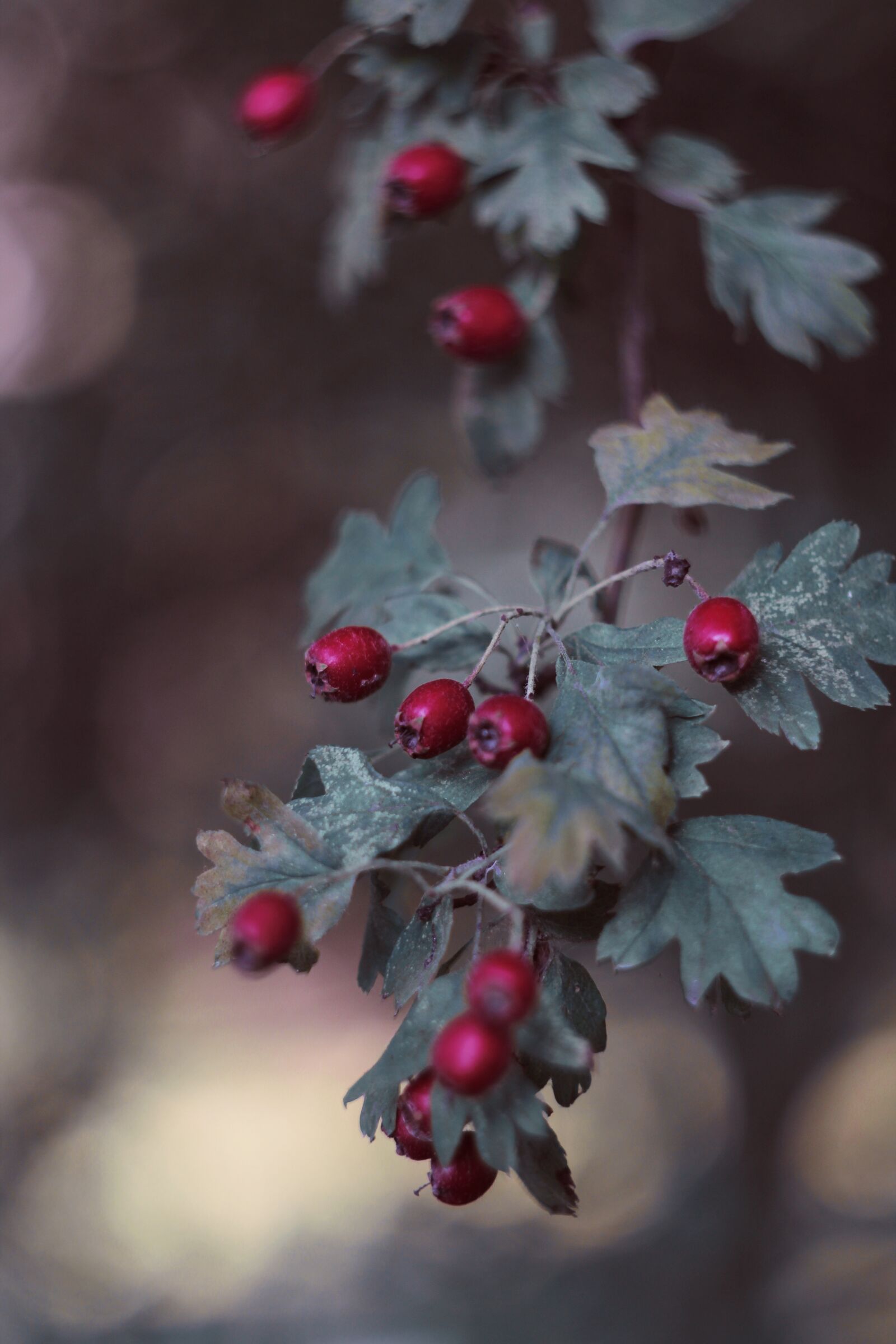 Canon EOS 600D (Rebel EOS T3i / EOS Kiss X5) sample photo. Berry, berries, red photography