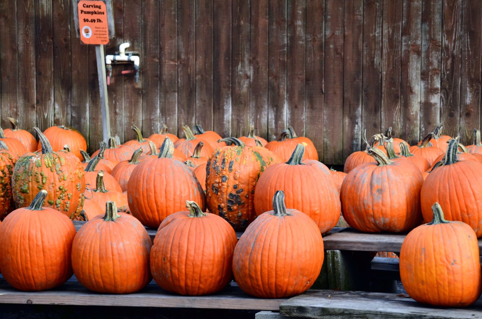 Nikon D5100 sample photo. Pumpkins, halloween, pumpkin photography