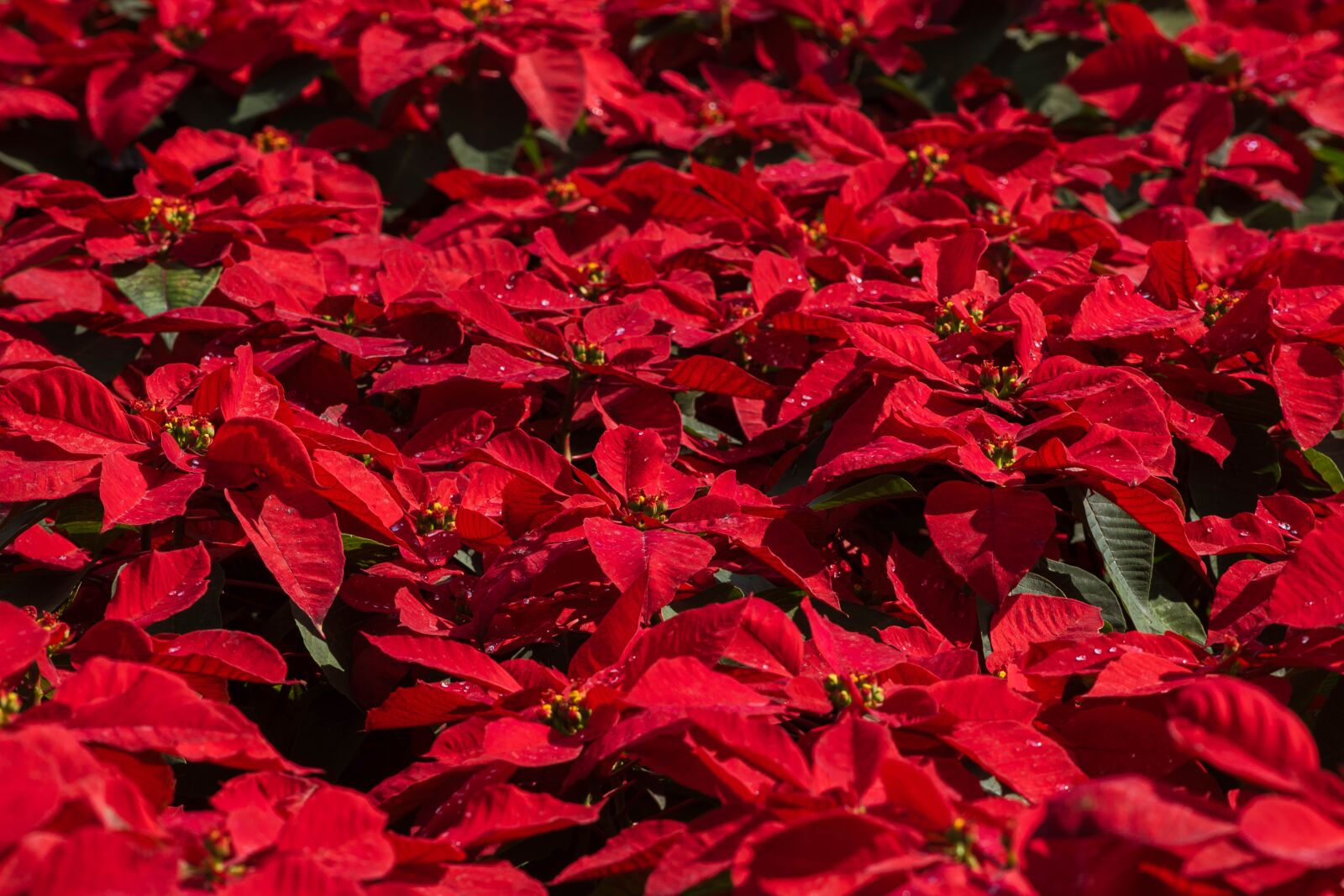 Nikon D5500 sample photo. Red, autumn leaves, nature photography