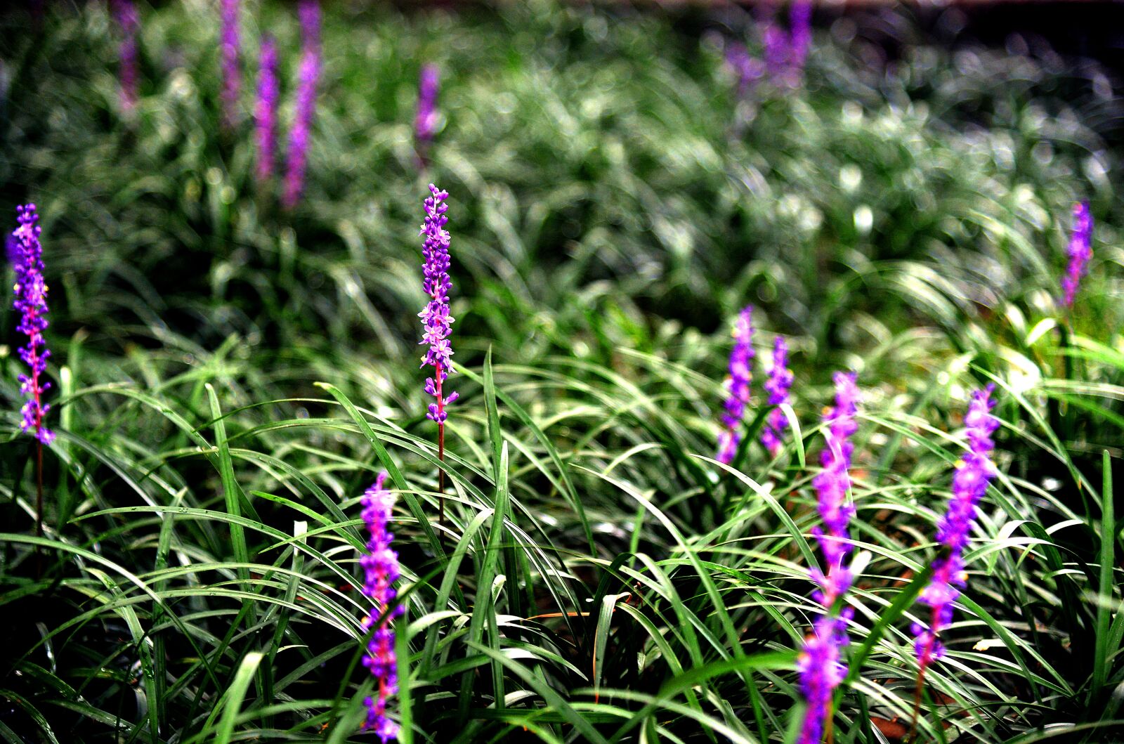 Nikon D4 sample photo. Liriope, flowers, the nature photography