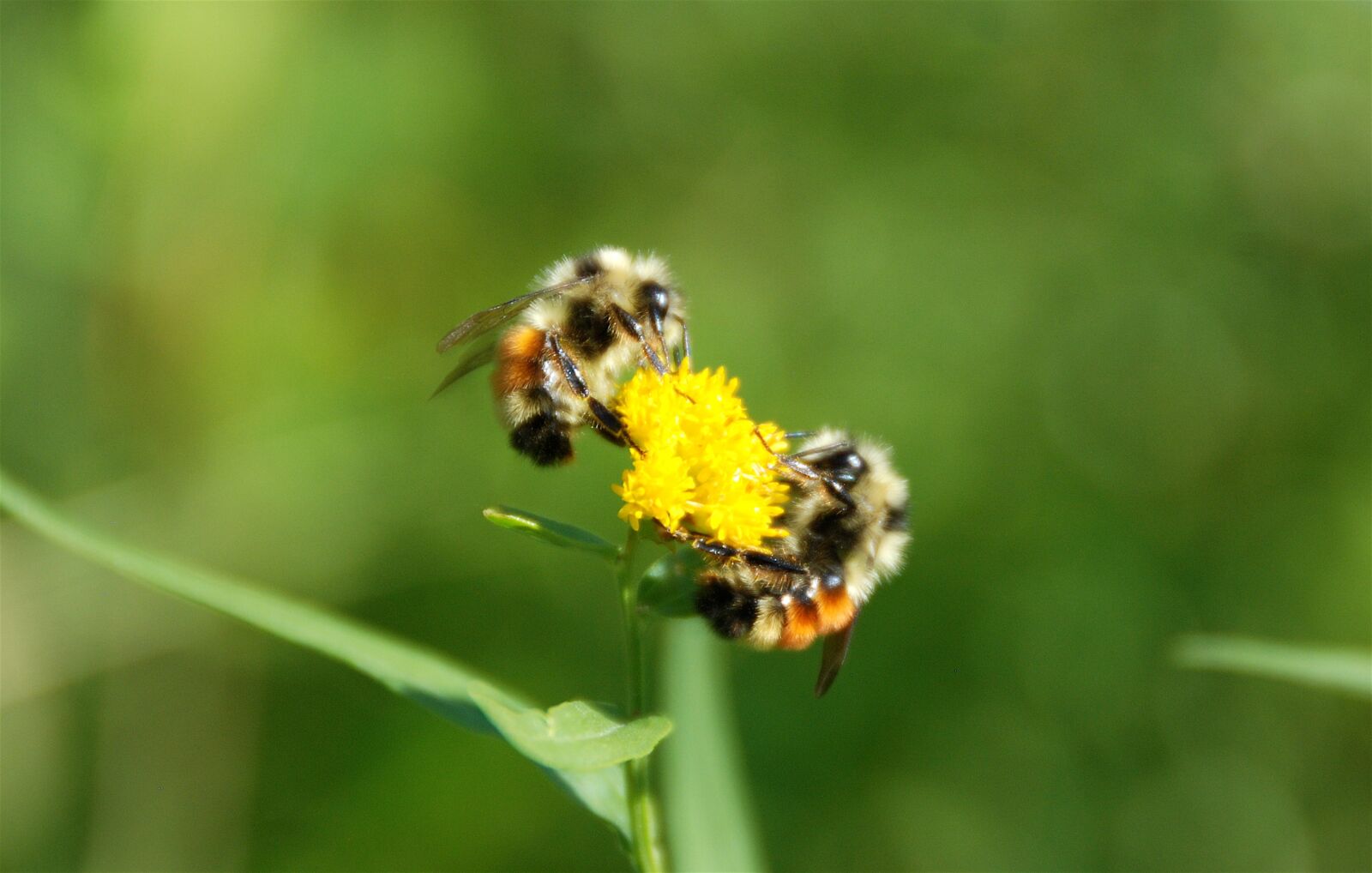 Nikon D80 sample photo. Bees, flower, pollination photography