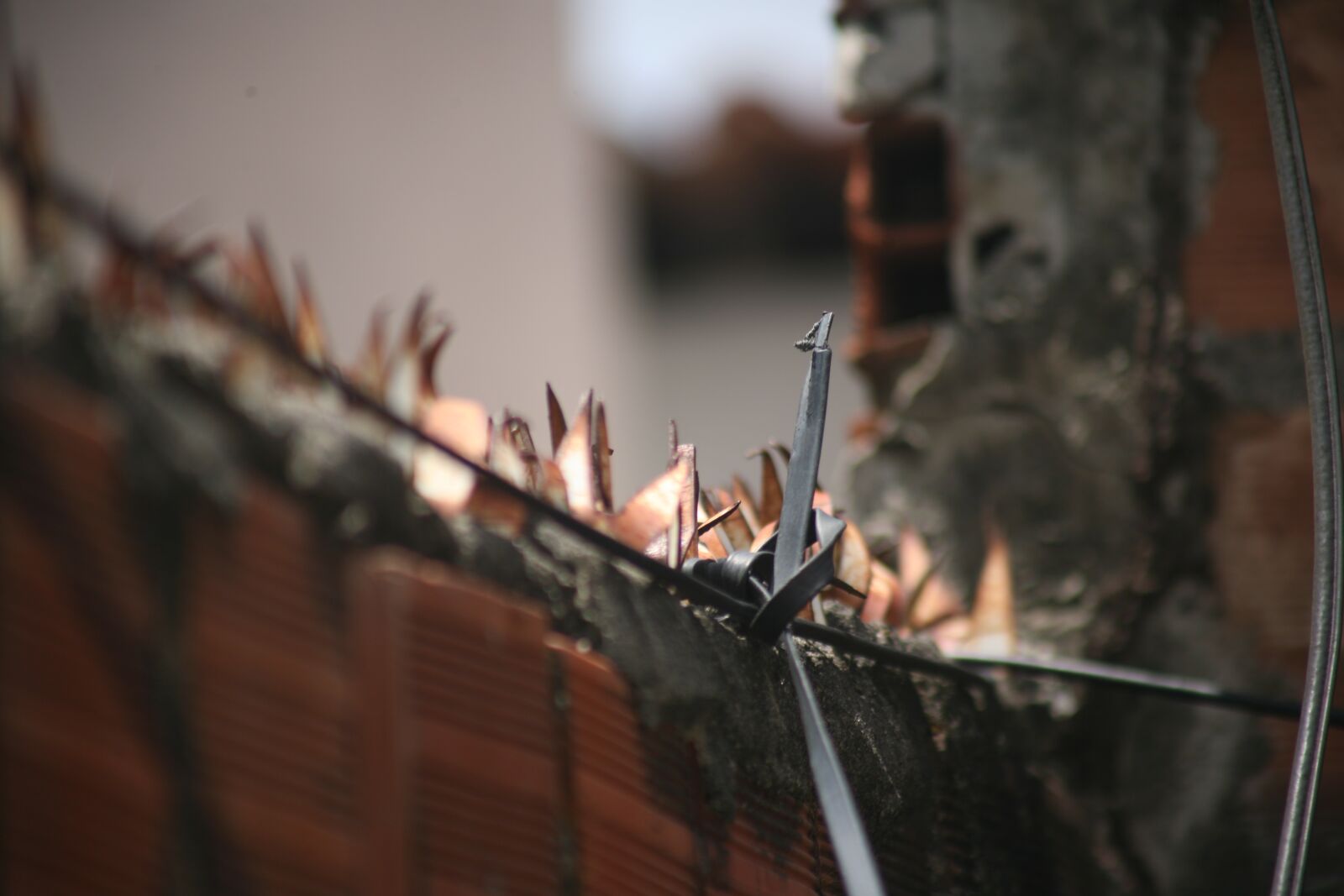 Canon EOS 5D sample photo. Thorns, about, security photography