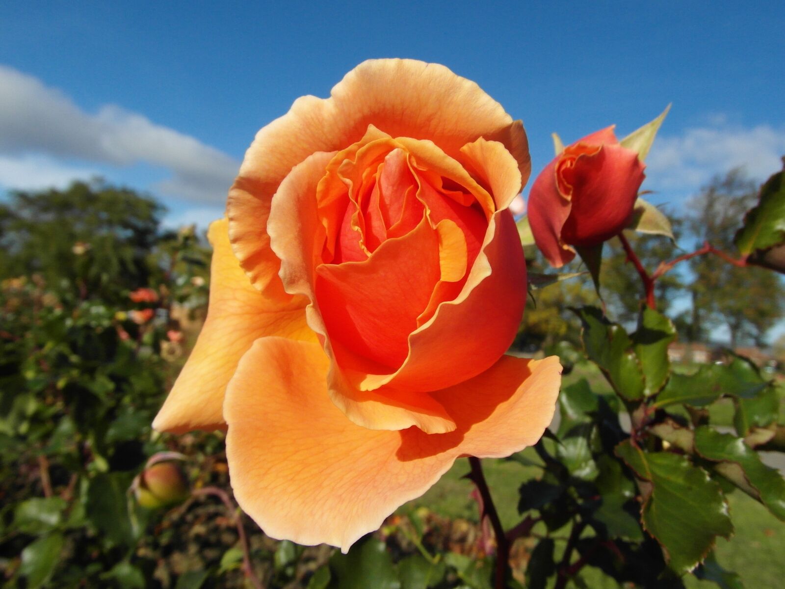 Samsung WB750 sample photo. Rose, orange, flower photography