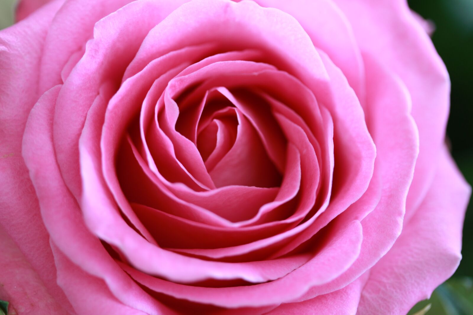 Canon EF-S 60mm F2.8 Macro USM sample photo. Rose, love, flower photography