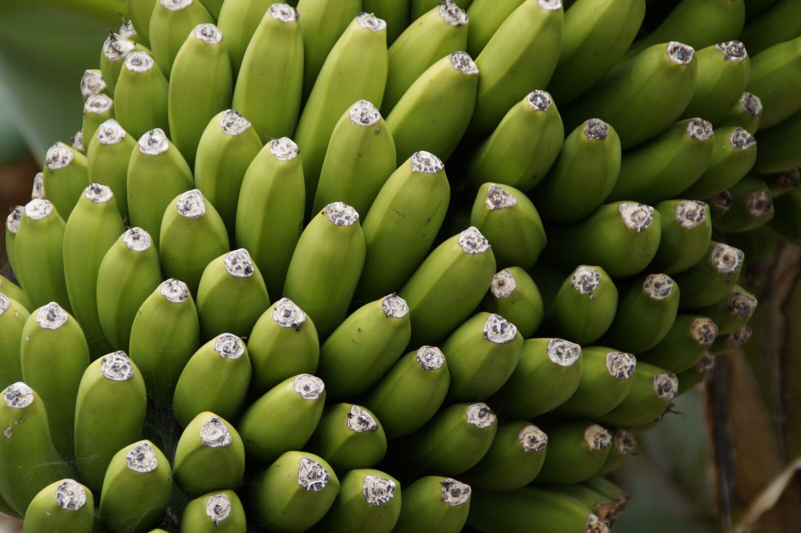 Sony SLT-A58 sample photo. Bananas, banana shrub, close photography
