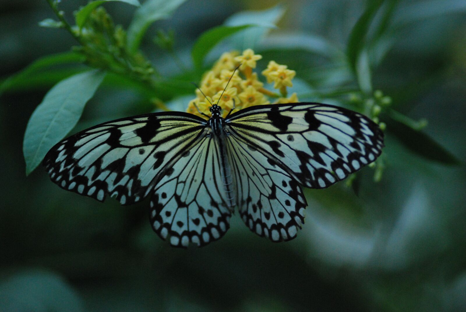 Nikon D80 sample photo. Butterfly, feeding, wings spread photography