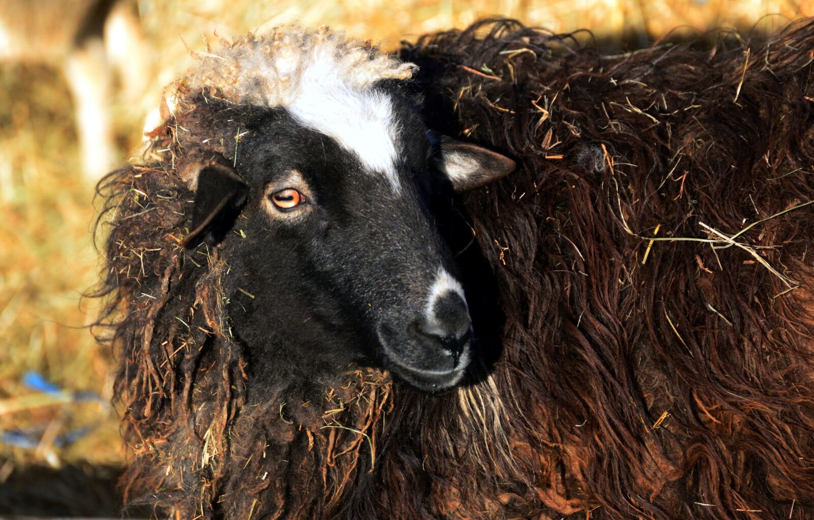 Nikon D610 sample photo. Sheep, black sheep, wool photography