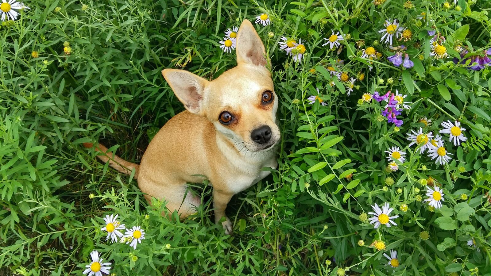 Samsung Galaxy A5 sample photo. Dog, grass, summer photography