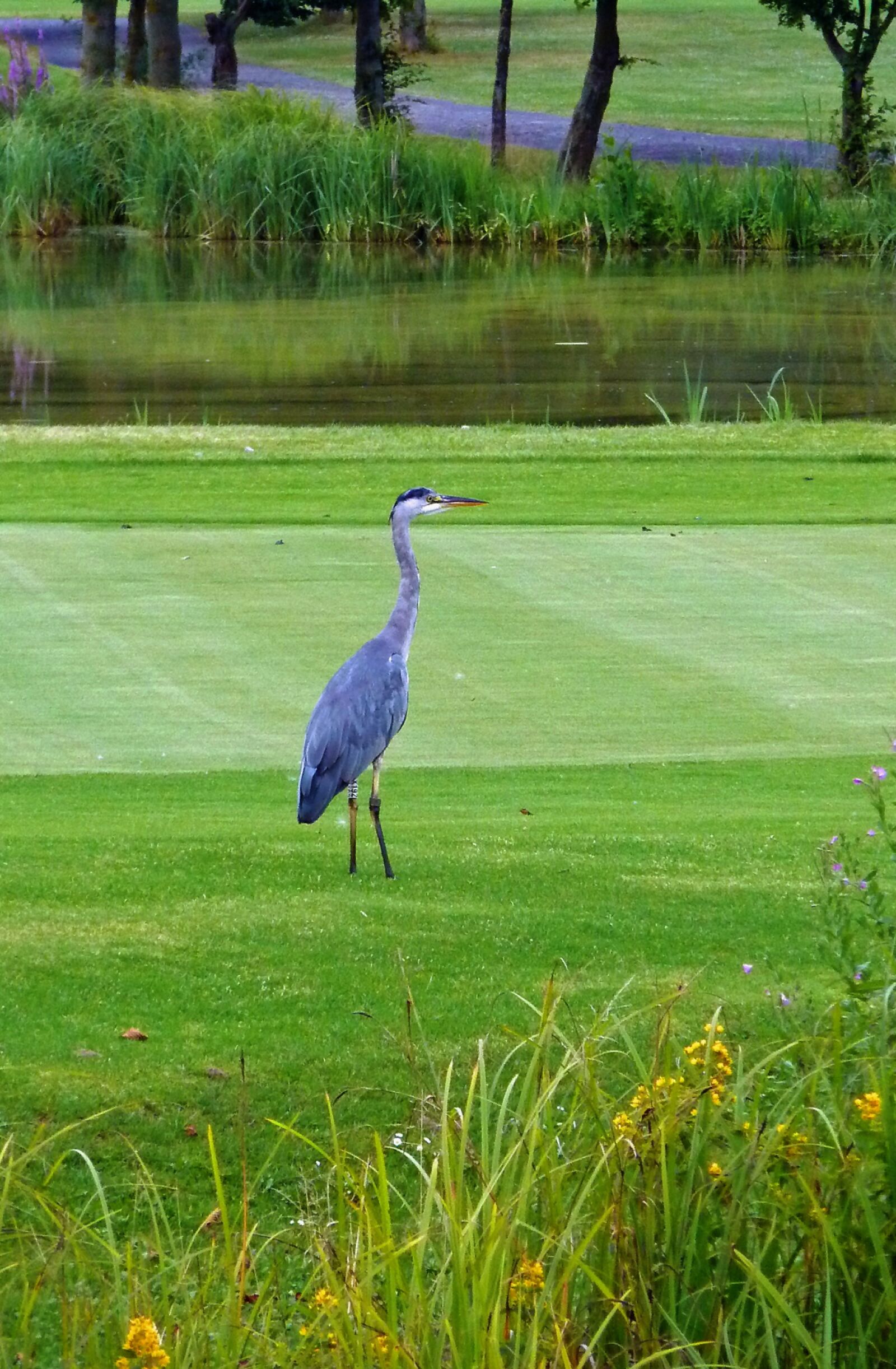 Panasonic DMC-TZ7 sample photo. Heron, grey heron, bird photography
