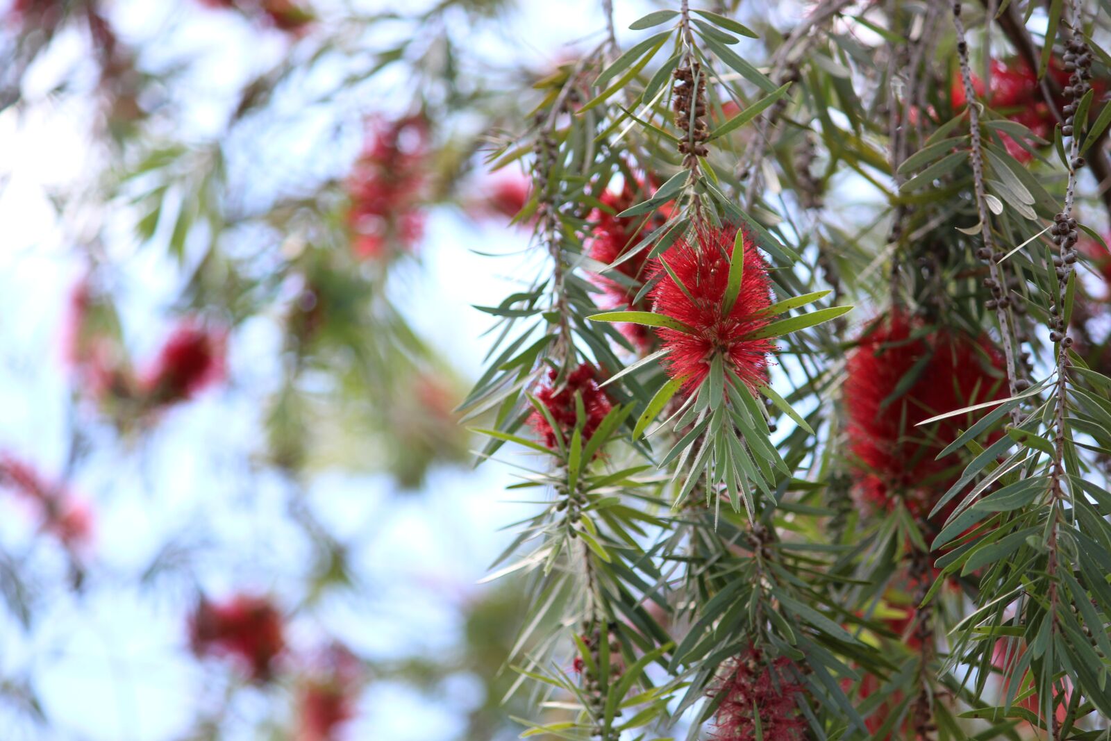 Canon EOS 700D (EOS Rebel T5i / EOS Kiss X7i) sample photo. Plant, flower, nature photography