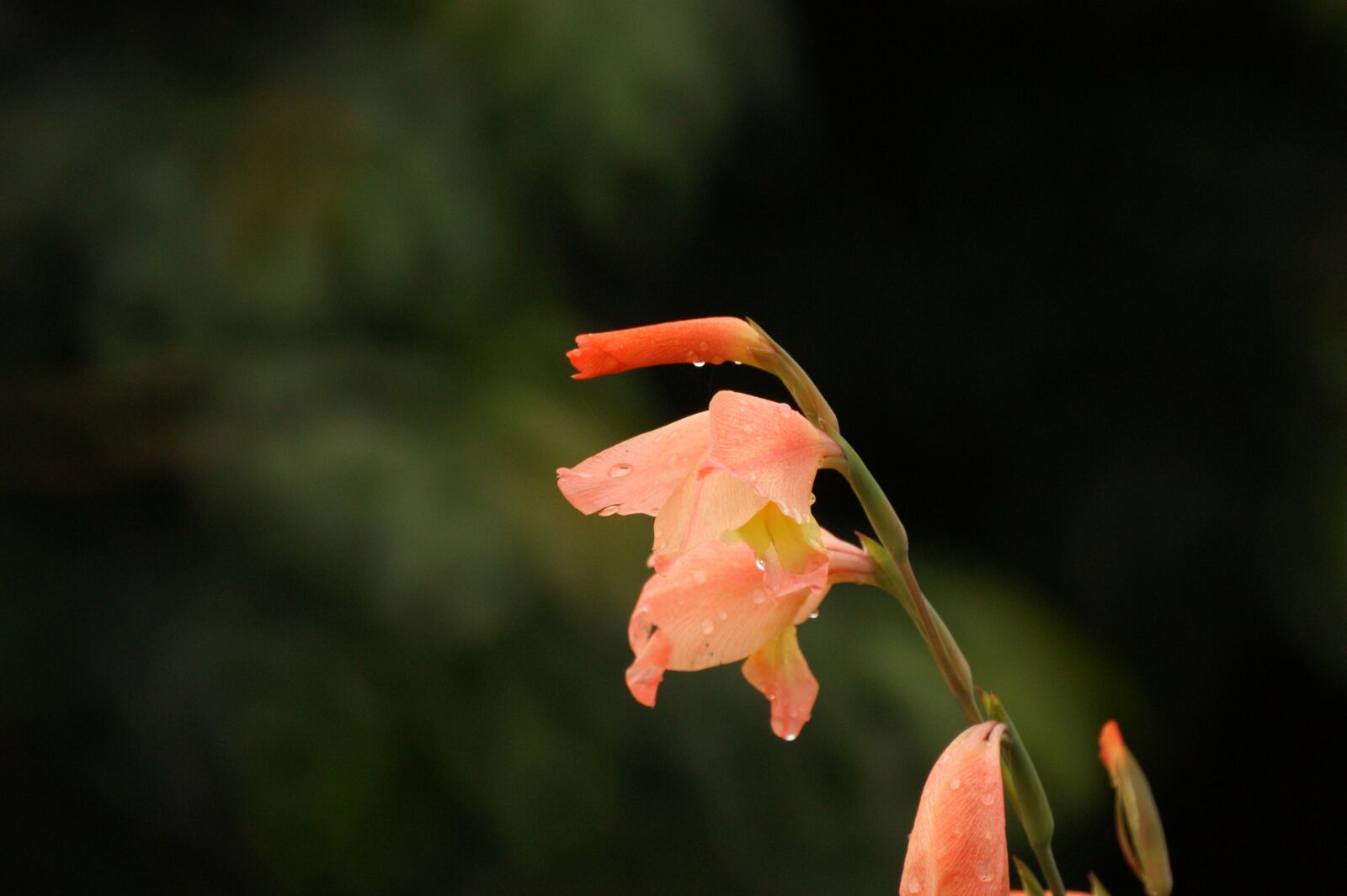 Sony Alpha DSLR-A390 sample photo. Images, area, kettle photography