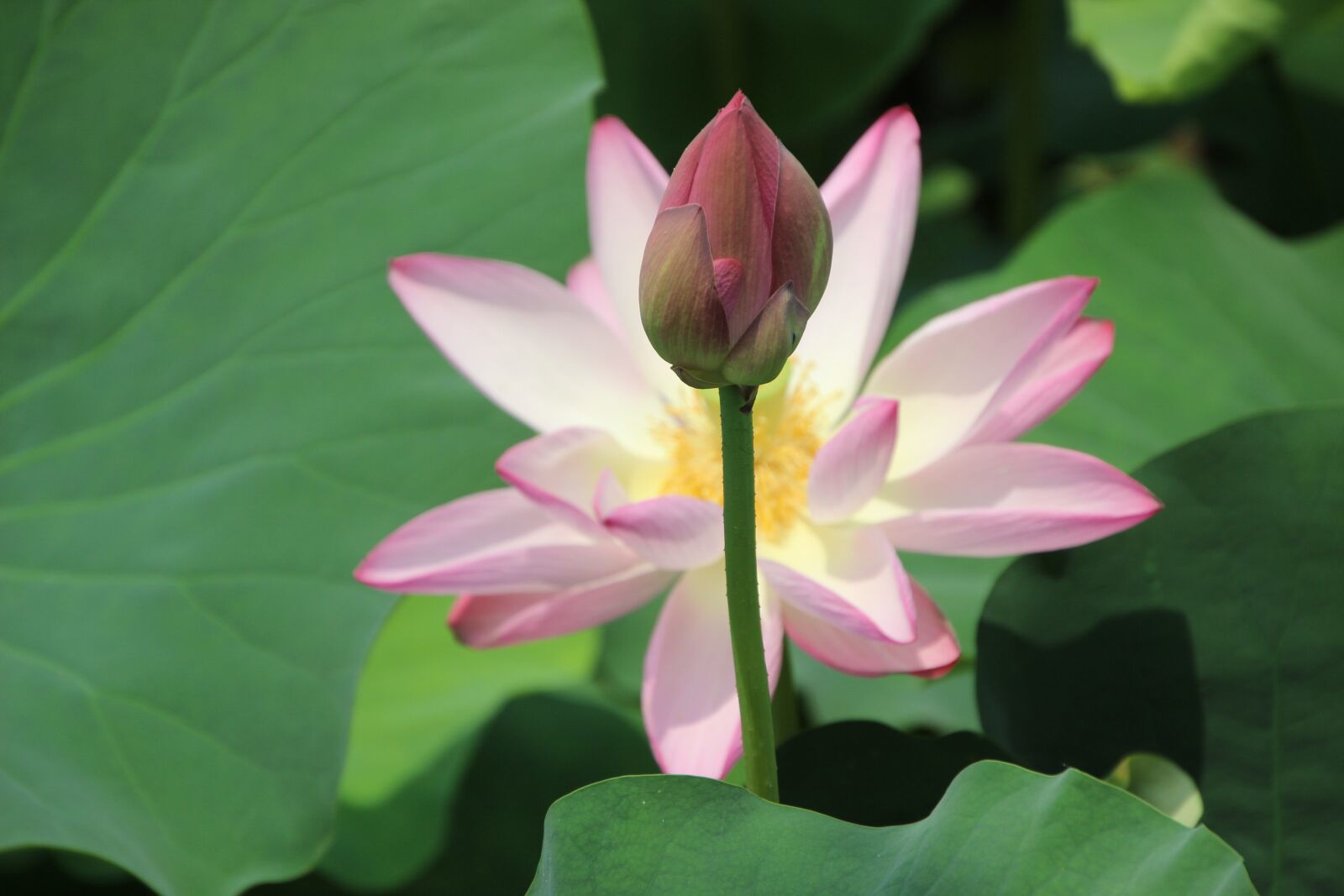 Canon EOS 600D (Rebel EOS T3i / EOS Kiss X5) sample photo. Lotus, water lily, bud photography