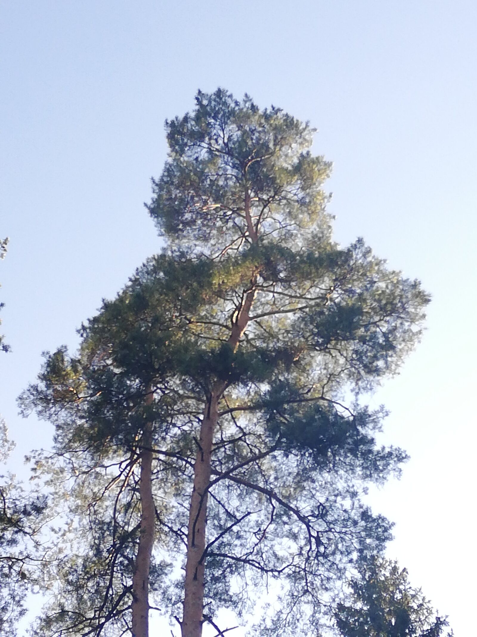 HUAWEI P20 lite sample photo. Pine, tree, day photography
